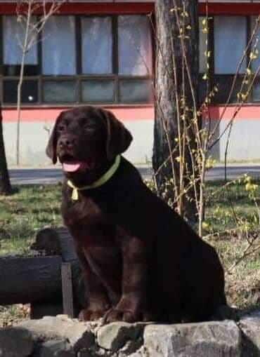 Psi: Izuzetna cokoladna štenad Labrador retrivera oštenjena 26. novembra — 9