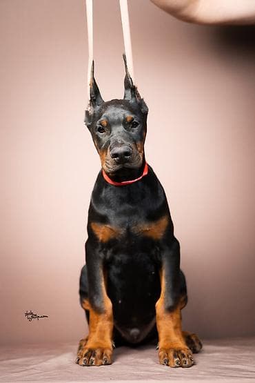 pas sa plavim ocima: NA PRODAJU STENAD DOBERMANA IZ ODGAJIVACNICE: HEAVENLY WARRIOR — 1