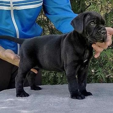 labrador retriver crni: Ako tražite vernog člana porodice, obratite se nama i postanite — 2