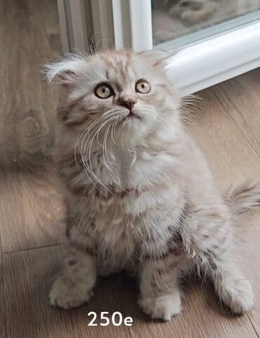 silikonske cipele za pse: Mače rase Scottish Fold, svetle dlake sa tamnijim tigrastim šarama — 1