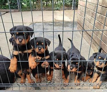 psi na poklon pancevo: Prelepa štenad Rotvajlera, 2 meseca starosti. Izuzetan karakter i — 7