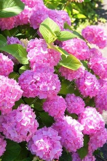 dihondra seme prodaja: Hortenzija seme
Cena:650din/5semenki — 6