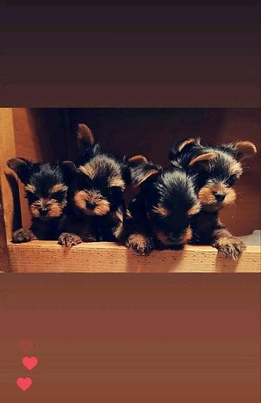 Jorkširski terijeri – leglo štenaca majka kilo i po otac 980 gr
