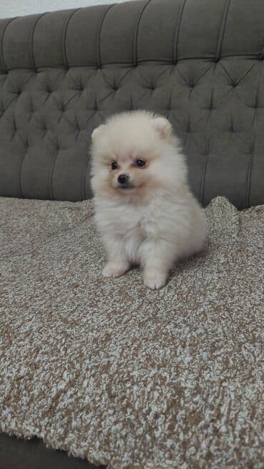 Psi: 🐻🧸💎#pomeranianboo #pomeranian #pomeranianlove #pomeraniansoftiktok