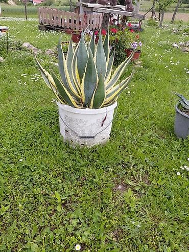 Agava americana ‘Variegata’ u saksiji - Velika, dekorativna agava sa