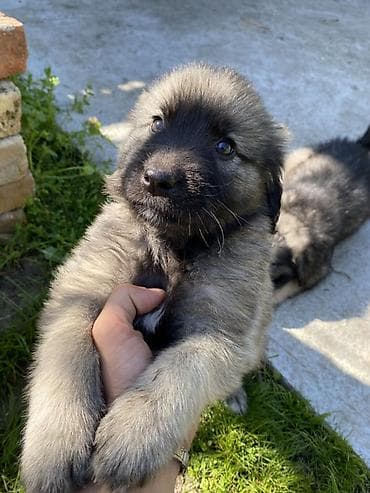 sajtovi za prodaju pasa: Štenci šarplaninca - Rasa: šarplaninac (pastirski pas poznat po — 2