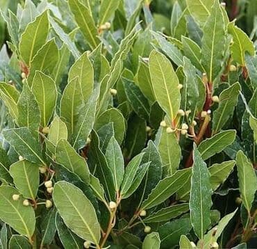 Semena i sadnice: Lovor- jestivi Cena: 1400din Sadnica visine 25cm Mesto sadnje — 1