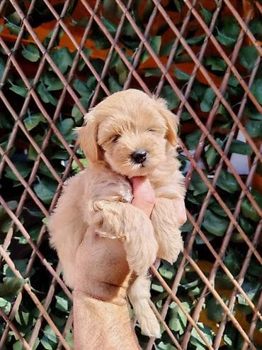 maltezeri cena: Dostupni za preuzimanje MALTIPOO prelepi, razigrani stenci, 4 decaka — 6