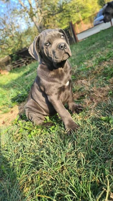 Psi: Prodajemo štence CANE CORSO vhunskog izložbenog kvaliteta sa — 4