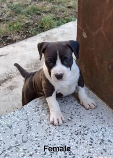 Pets & Animals: U ponudi prelepi stenci americkog staforda 2 zenke i 1 muzijak — 7