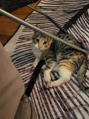 Udomljava se mlada maca trobojne (kaliko) dlake – domaća kratkodlaka — 2