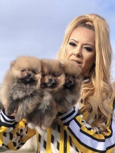 mini pomeranac prodaja: Pomeranac / Pomeranian / Boo štenci Ako ste odgovorna osoba i imate — 7