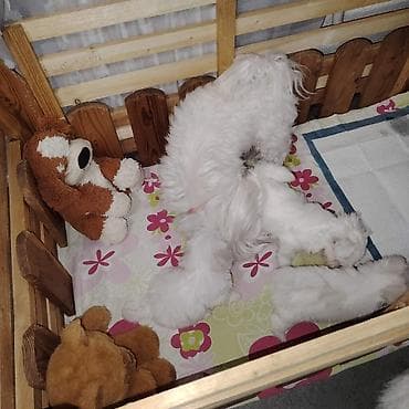 mali psi za stan cena: Štenci maltezera,3 mužjaka i 1 ženka stari 2 meseca,vakcinisani i — 3