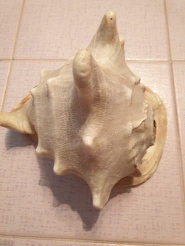 Figure: Velika skoljka-made in italy — 1