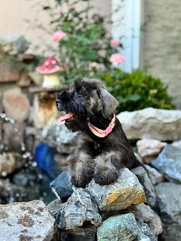 stafordi na poklon: Odgajivačnica patuljastih šnaucera Pet House ima slobodno dva ženska — 8