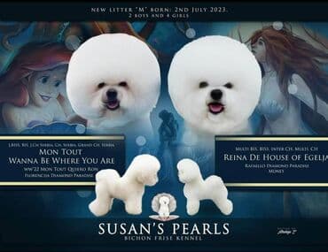 golubovi kupujem prodajem 2 strana: Na prodaju prelepo štene kovrdžavog bišona: SUZAN’S PEARLS MERMAID — 4