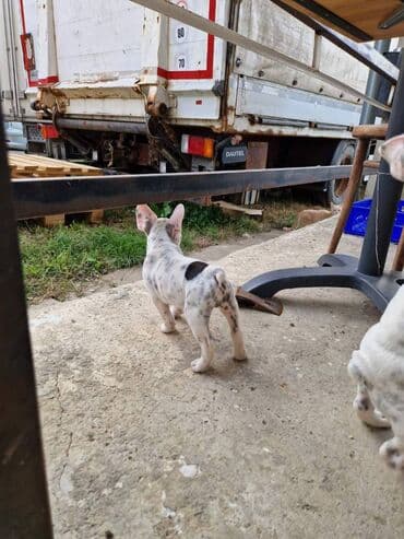 francuski pit bul: Štenci francuskog buldoga, oštenjeni 28.07, čekaju svoje nove — 12