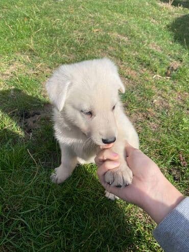 labrador psi: Štenci Belog švajcarskog ovčara ostenjeni 05.09.2023. U ponudi 3 muska — 7