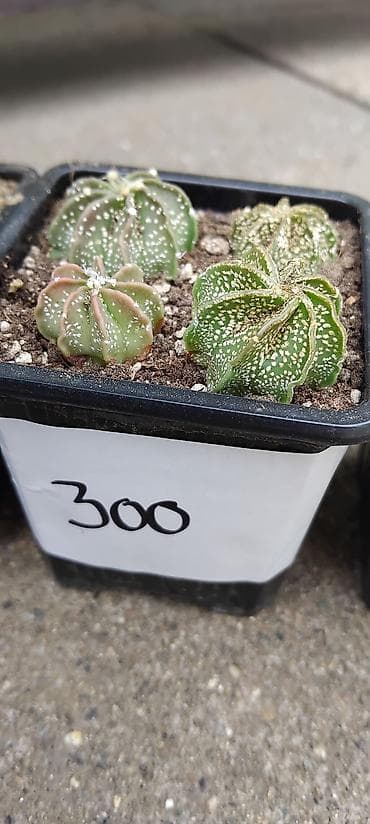 isusov cvet: Astrophytum capricorne – kolekcijski kaktusi u saksijama - Vrsta — 3