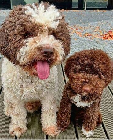 cockapoo psi: Lagoto Romanjolo štenci Dostupno novo leglo pasa rase LAGOTTO — 1