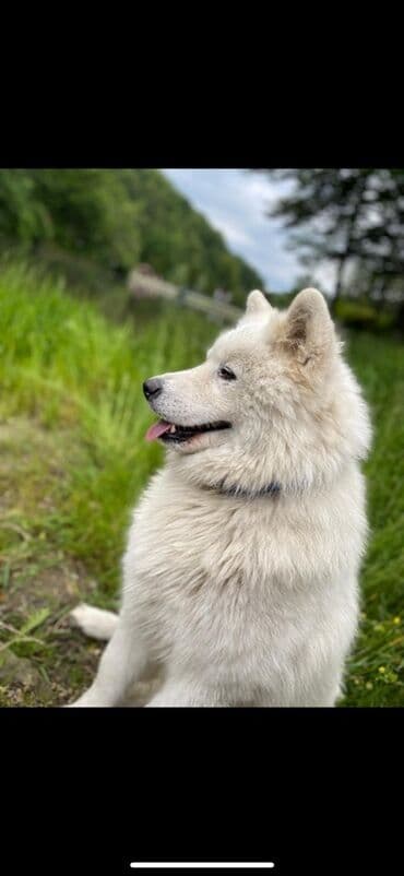Psi: Samojed star 4 godine spreman za parenje Veseo, druželjubiv — 1