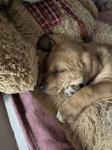 mini psi za stan: Mlado štene mešanca – ženka, kratkodlaka, toplobraon boje sa belim — 7