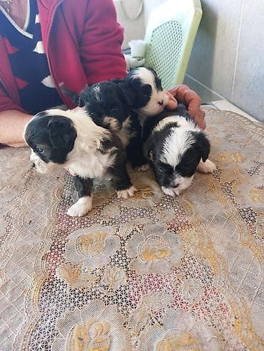maltezeri štenci: Štenci – crno‑belo šareno leglo - Štenci malog rasta, pahuljaste — 6