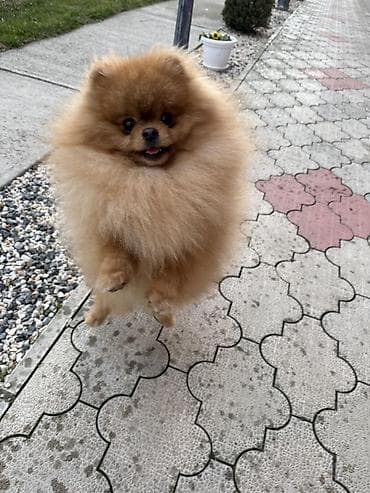 Pomeranac muski star 13 meseci