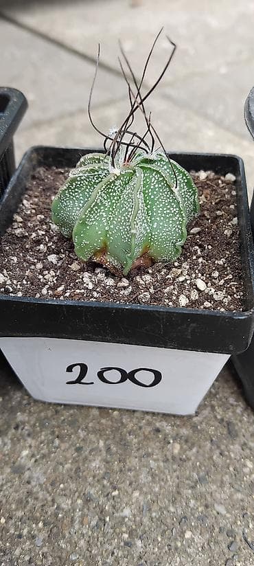 isusov cvet: Astrophytum capricorne – kolekcijski kaktusi u saksijama - Vrsta — 2