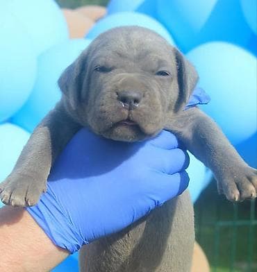 kućice za pse beograd: Cane Corso štenci U ponudi veoma perspektivni štenci iz različitih — 3