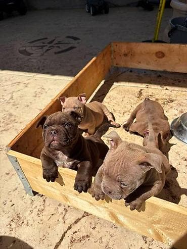 njuškalo psi pekinezeri na poklon: American bully exzotik-mikro štenci American bully exzotik-mikro sa — 1