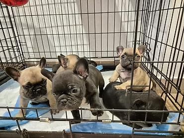 Francuski buldozi – štenad - Rasa: francuski buldog - Štenad