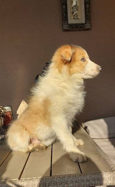 francuski buldog plavi cena: Border koli/collie štenci. Vakcinisani, revakcinisani i očišćeni od — 4