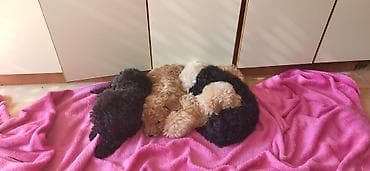 Mačke: Rasa: pudla (toy/mini tip) Štenci: više štenaca u leglu, crne i — 5