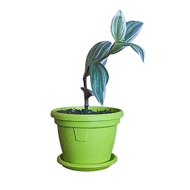 candy 3 u 1: Tradescantia spathacea (Rhoeo) – sobna biljka u saksiji fi 13cm - — 2
