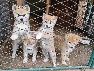 vucjak na prodaju: Japanska Akita (Akita Inu) stenci spremni za preuzimanje, vakcinisani — 7