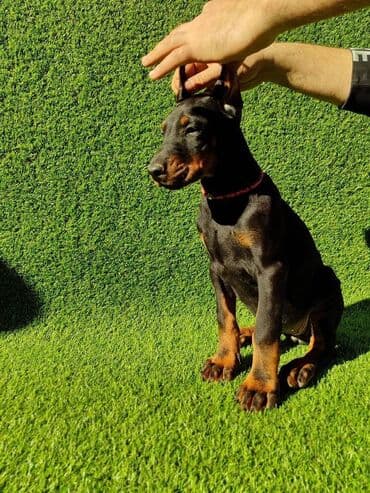 Psi: Doberman štenci dostupni Stari 65 dana Zlatni ( žuti) mužijak - 700 — 1