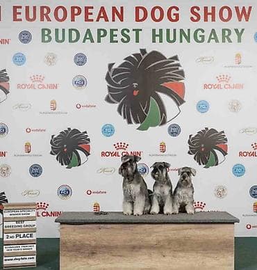 bebe psi: Patuljasti ŠNAUCERI biber so Odgajivacnica PATULJASTIH SNAUCERA Belih — 6