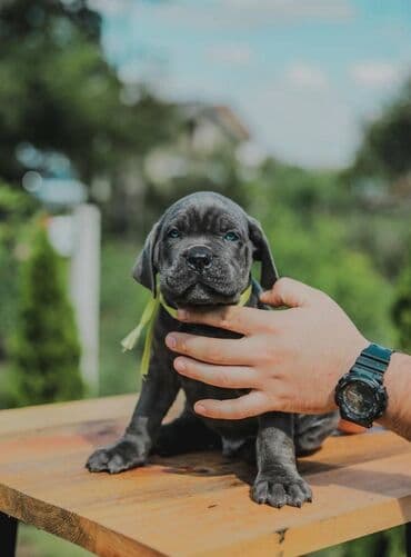 psi koji trazi tartufe: Postanite vlasnik jednog od naših vrhunskih Cane Corso štenaca — 13