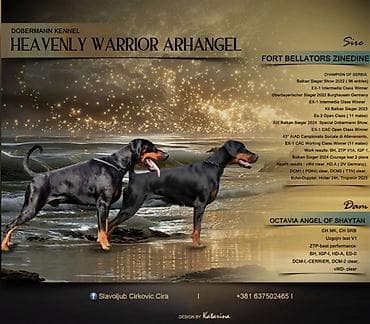 braon doberman: LEGLO U NAJAVI: C litter 4 black male 2 braon male 1 black female — 1