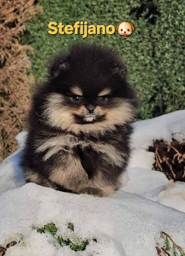 mali beli psi: Pomeranac Boo. Vrhunski stenci pomeranca, minijaturnog patuljastog — 4