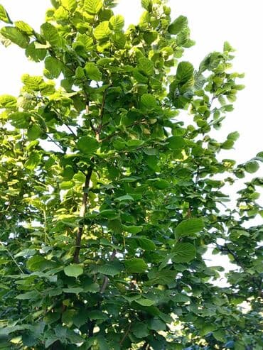 Sredstva za navodnjavanje: Potrebna zena srednjih godina bez obaveza za pomoc zeni invalidu — 1