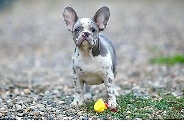 bigl kuce: – Na prodaju plavi i merle egzoticni francuski buldozi koji su — 4