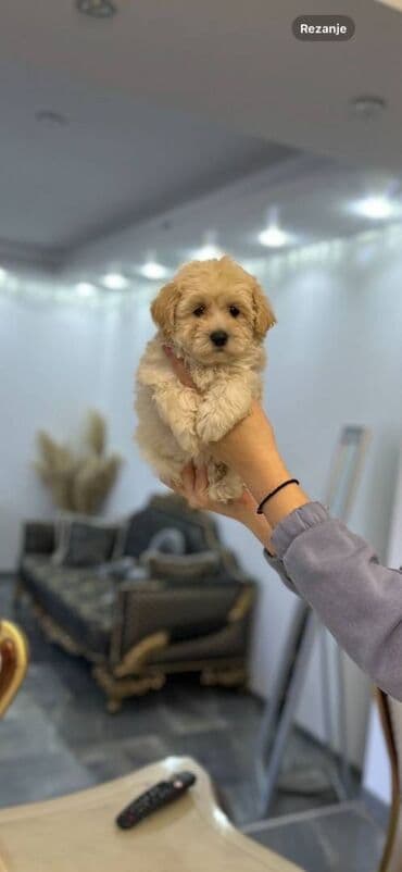 na prodaju mastiff: Maltipoo vrhunske genetike u registrovanoj odgaivacnici Bahu Djokovic — 8