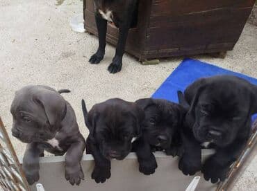 kucni psi: Cane Corso štenci Na prodaju štenci Kane Korso sa papirima, oštenjeni — 5