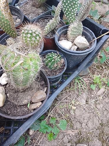 forma ideale sto i stolice za terasu: Kolekcija kaktusa – više vrsta u saksijama - Opuntia (indijska — 5