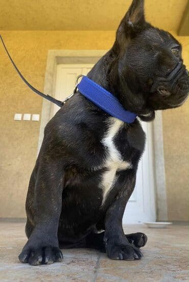 mini psi za stan: Francuski buldog – mužjak, tigraste (brindle) crne boje sa belom — 4