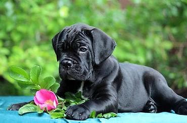 labrador retriver crni: Ako tražite vernog člana porodice, obratite se nama i postanite — 10