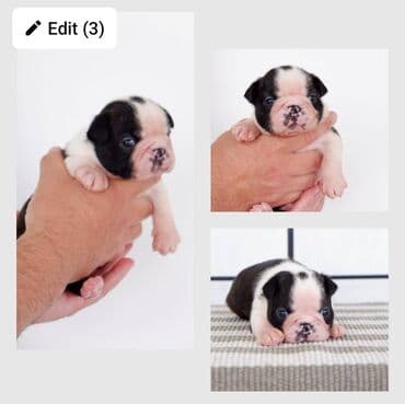 pudlice na prodaju: Boston terrier kennel Srcky's Fci 3759 osnovana 1997 oglasava za — 1