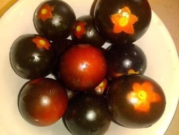 Sve za vikendicu i baštu: Seme paradajza! Crveni jabučar Žuti jabučar Narandžasti jabučar — 12